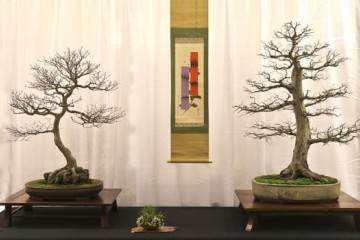 2015冬季盆景剪影博览会