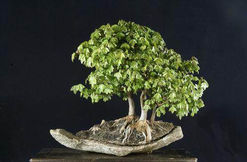 2015年秋天在国际盆景树木园