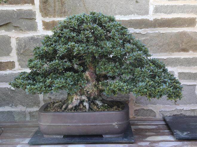 首届世界杯盆景展在波特兰艺术博物馆9月举行