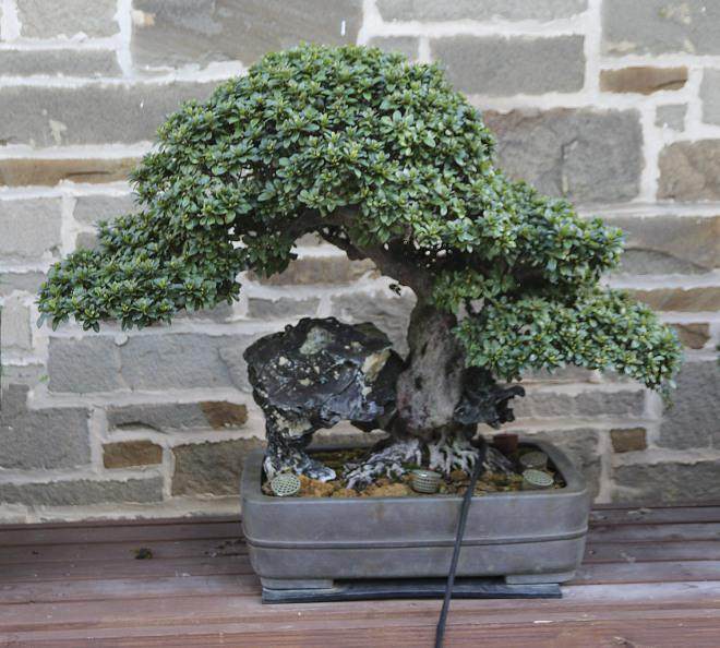 首届世界杯盆景展在波特兰艺术博物馆9月举行