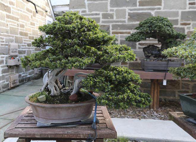 首届世界杯盆景展在波特兰艺术博物馆9月举行