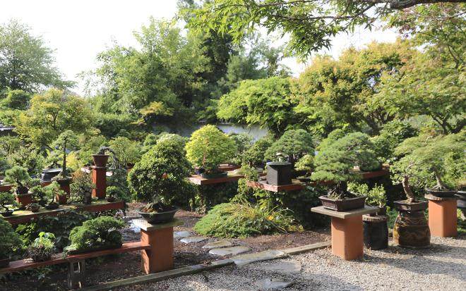 2015国际盆景植物园秋季开放日及销售