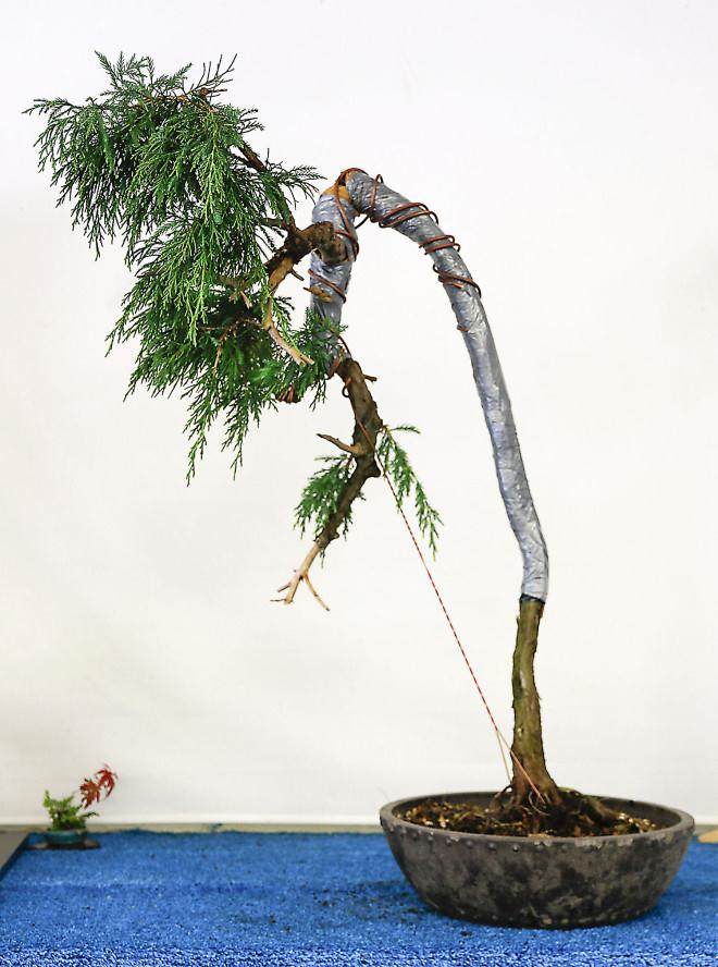 2015国际盆景植物园秋季开放日及销售