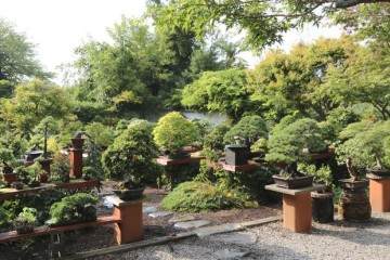 2015国际盆景植物园秋季开放日及销售