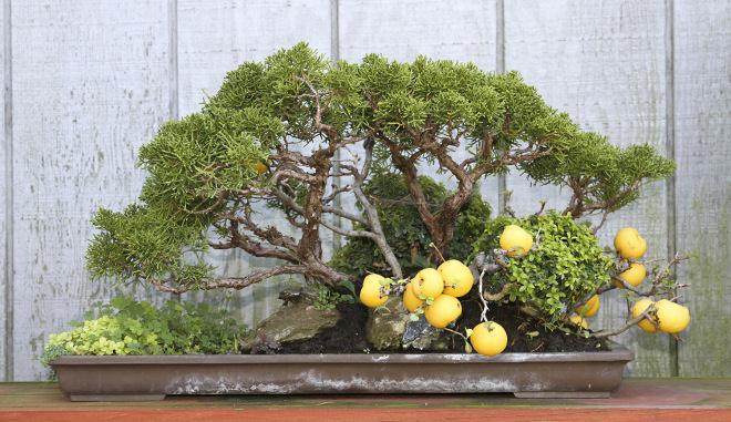 2015年秋季盆景开放日和销售的示范时间表