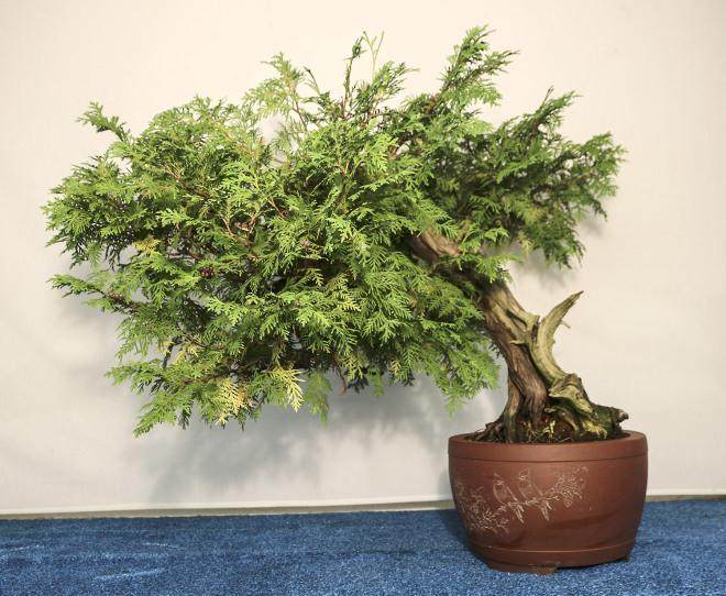 2015年秋季盆景开放日和销售的示范时间表