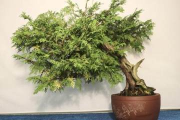 2015年秋季盆景销售的时间表