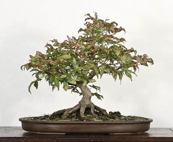 日本枫树传播和盆景训练技术大师