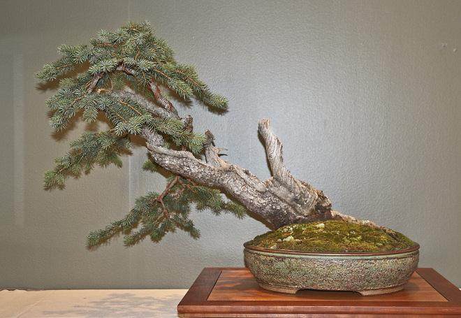 2015年第38届美国中部盆景展览