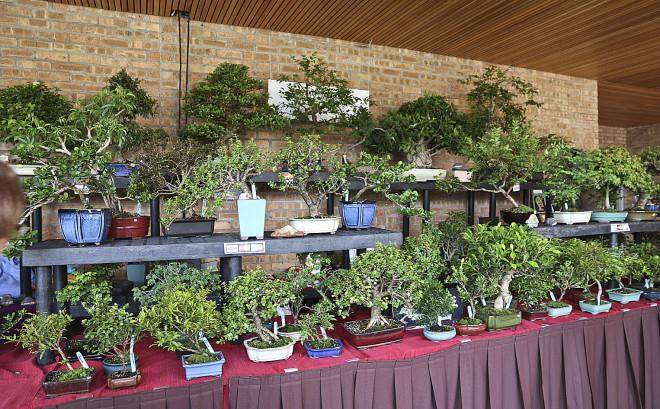 2015年第38届美国中部盆景展览