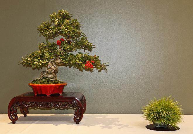 2015年第38届美国中部盆景展览