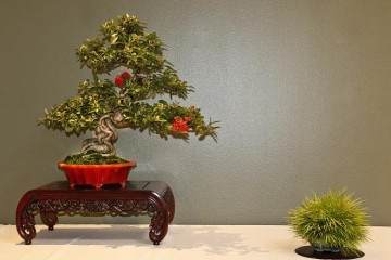 2015年第38届美国中部盆景展览