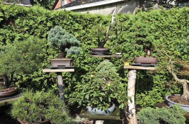 华盛顿特区的美国国家盆景博物馆