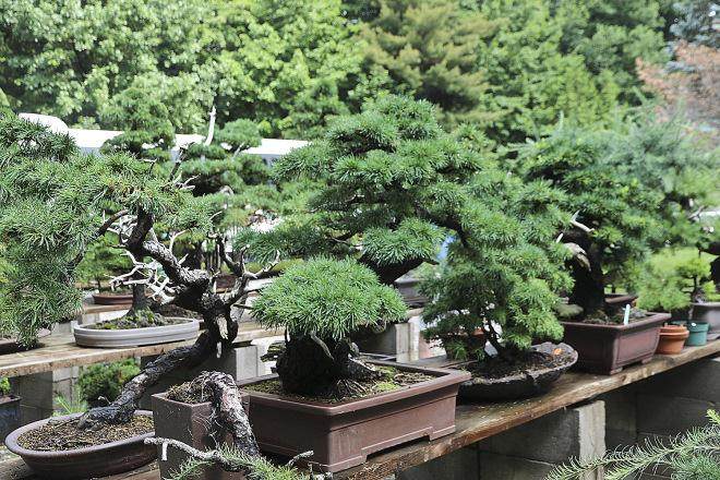 华盛顿特区的美国国家盆景博物馆