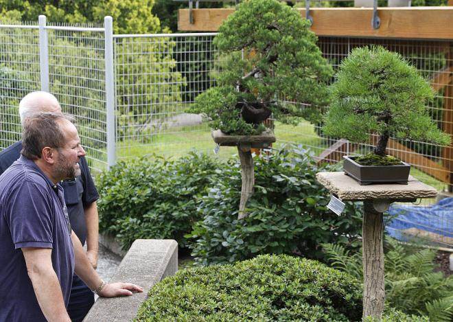 华盛顿特区的美国国家盆景博物馆