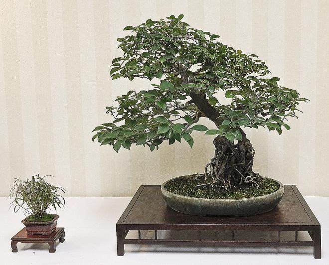 2015年美国中部盆景联盟公约举行7月10-12日