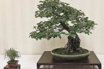 2015年美国中部盆景联盟公约举行7月10-12日