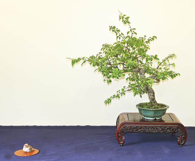 如果你修剪盆景 使其在夏末看起来整洁