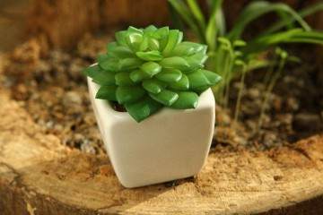 在换盆前半个月 不需要给多肉植株补充水分