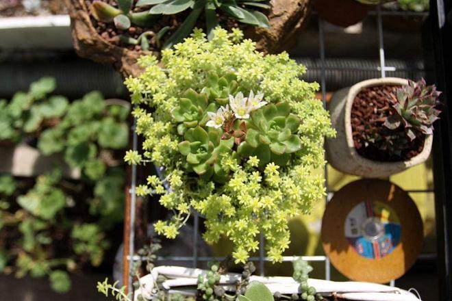 多肉植物的养殖方法和注意事项