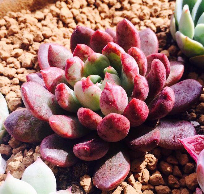 11种多肉植物的叶插繁殖试验