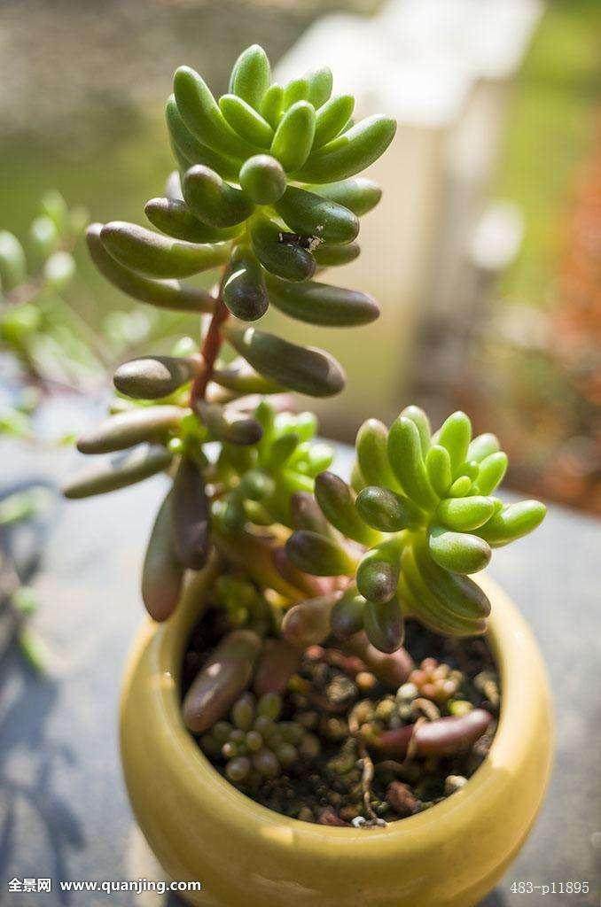 11种多肉植物的叶插繁殖试验