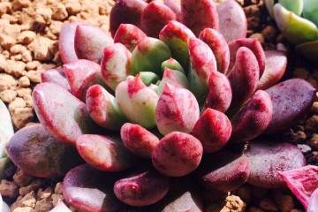 11种多肉植物怎么叶插繁殖的试验