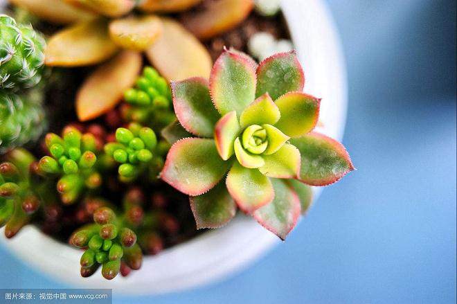 多肉植物具有良好的防辐射和净化空气功能