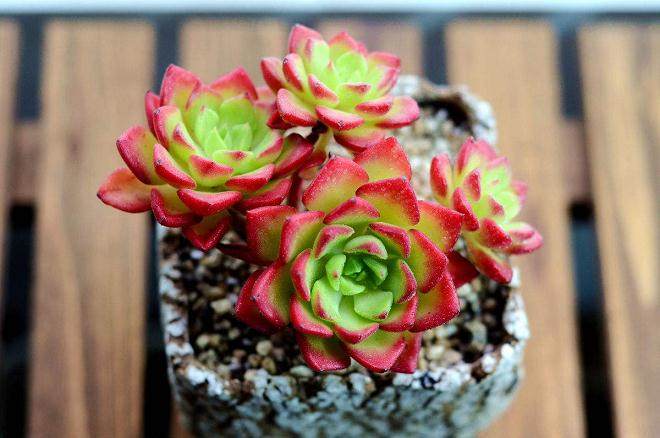 多肉植物具有良好的食用功能