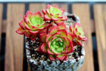 哪些多肉植物具有良好的食用功能 图片