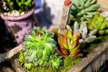 多肉植物管理粗放耐干旱 深受园林设计师的青睐