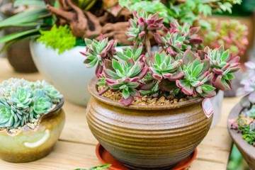 常见多肉植物离体再生现状 图片