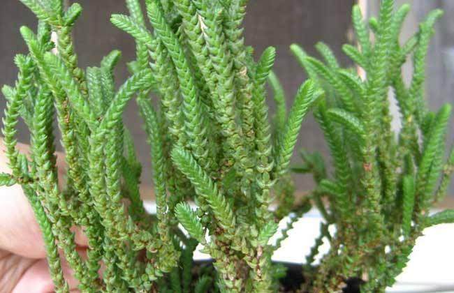 青锁龙是一种常用于盆栽观赏的多肉植物