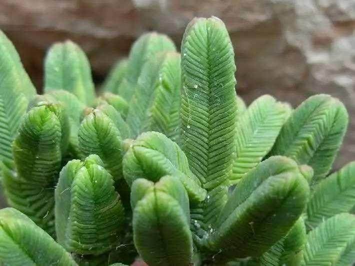 青锁龙是一种常用于盆栽观赏的多肉植物