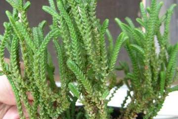 青锁龙是一种常用于盆栽观赏的多肉植物