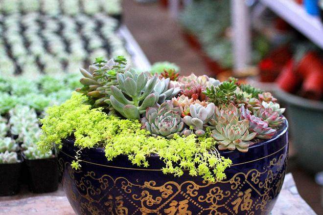 在种类繁多的多肉植物中 有不少变异的品种