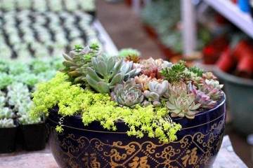 在种类繁多的多肉植物中 有不少变异的品种