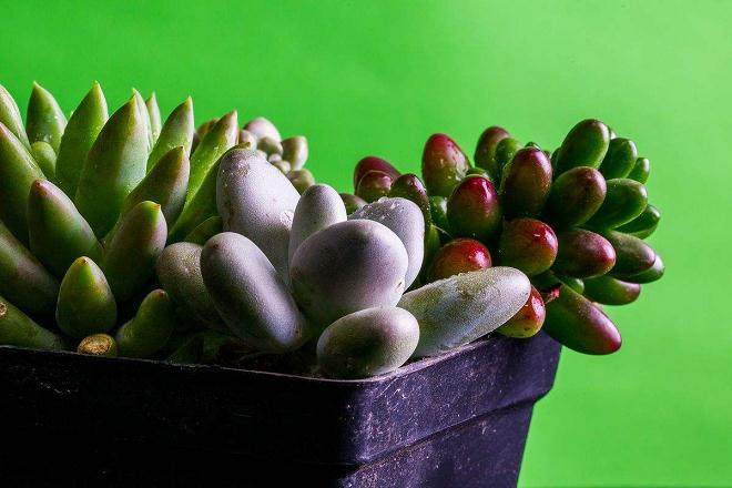 多肉植物蛛丝卷绢的繁殖与管理技术