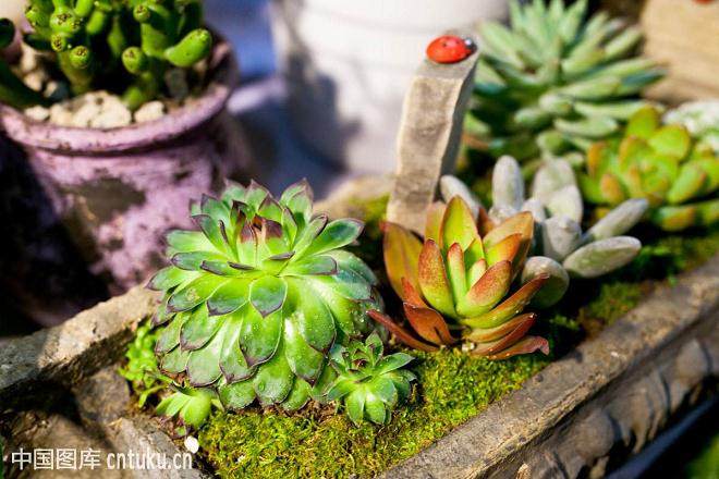 多肉植物蛛丝卷绢的繁殖与管理技术