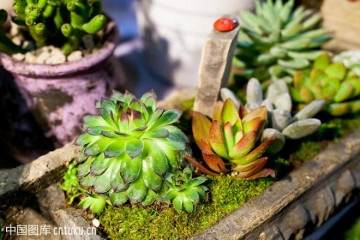 多肉植物蛛丝卷绢的繁殖与管理技术