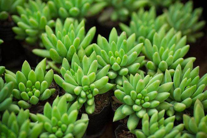 多肉植物在遵义地区引种栽培初探