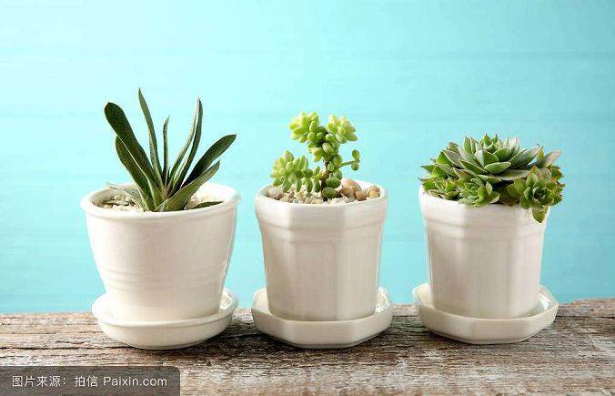 多肉植物种植的入门方法
