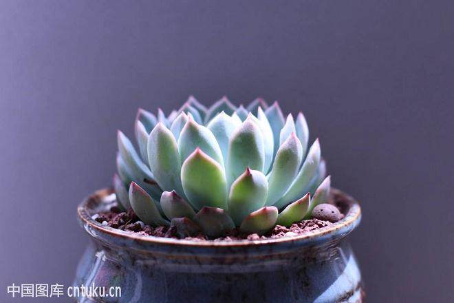 多肉植物微景观的创作实践与研究