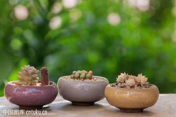 多肉植物微景观的创作实践与研究