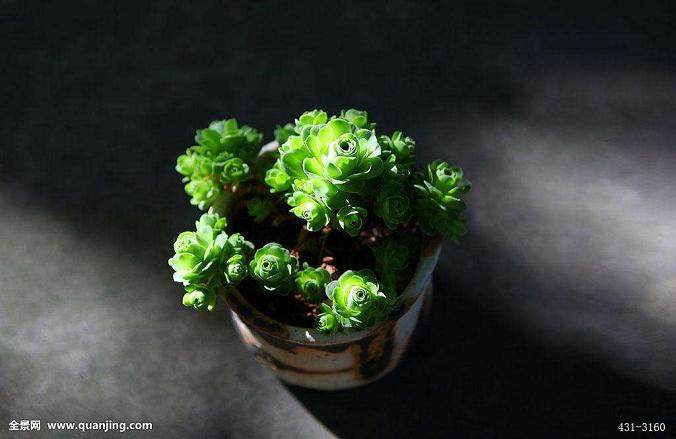 导致多肉植物生长不良而死亡的原因有哪些