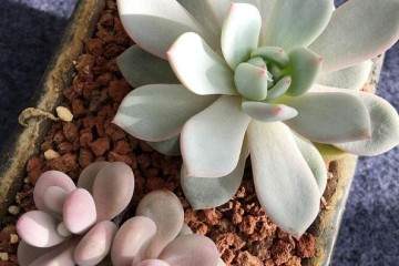 多肉植物因其分生组织发达 所以繁殖比较容易