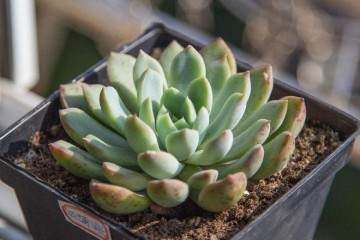 下面介绍多肉植物主要病虫害种类及防治方法