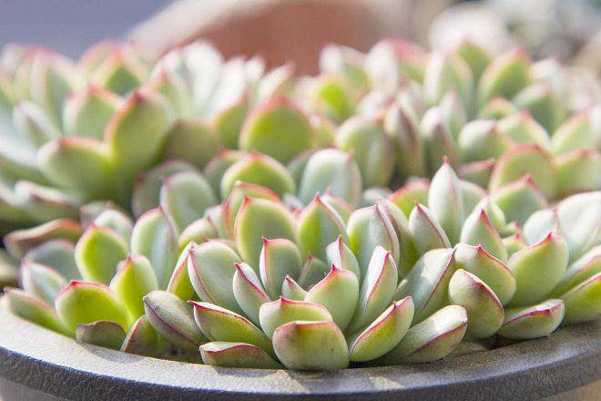 多肉都市园艺相关概述