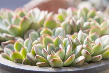 多肉都市园艺相关概述 图片