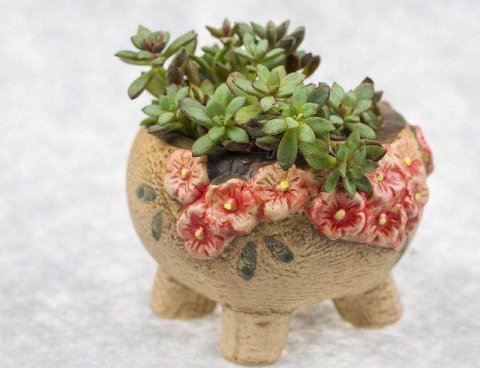 多肉植物早在20世纪50年底啊 就已经引入我国市场